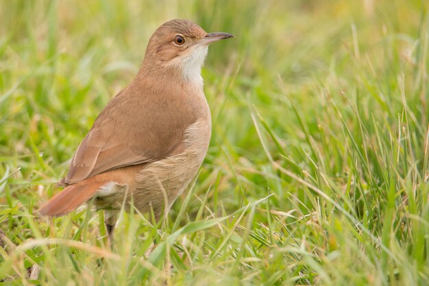 Foto close-up di un uccello sull'erba