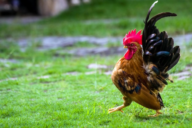 Close-up of a bird on grass