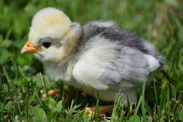 Close-up of bird on grassy field