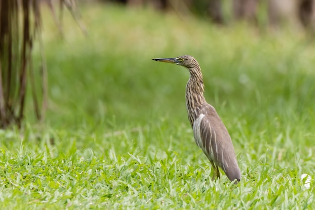 草原 の 上 の 鳥 の クローズアップ