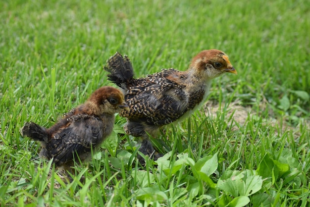 Photo close-up of bird on grassy field