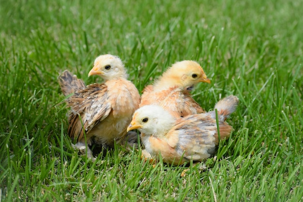 Photo close-up of bird on grassy field