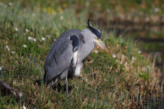 Foto prossimo piano di un uccello su un campo erboso