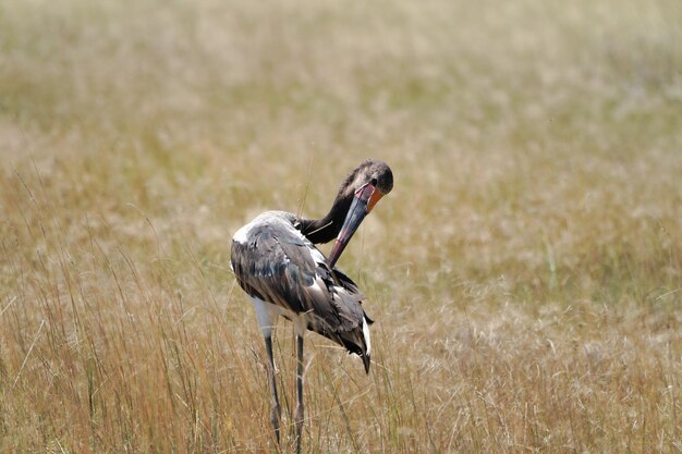 Foto prossimo piano di un uccello su un campo erboso