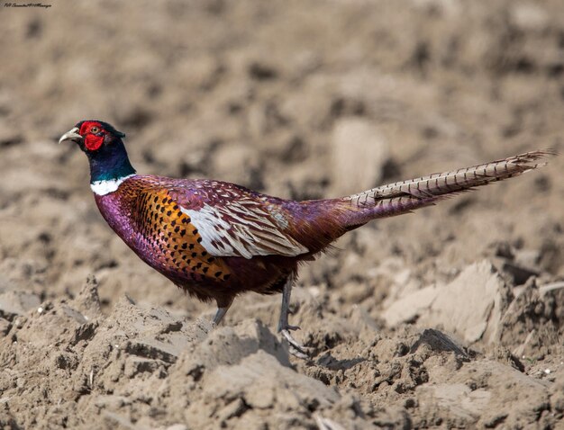 Close-up of bird on ground