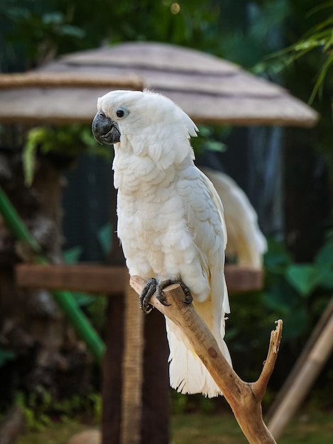 Photo close-up of bird kaka tua putih cacatua alba