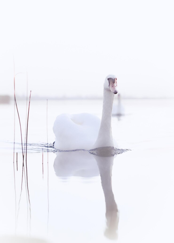 Photo 白い背景の湖上の鳥のクローズアップ