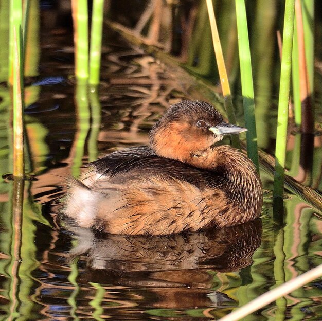 Photo close-up of bird in lake