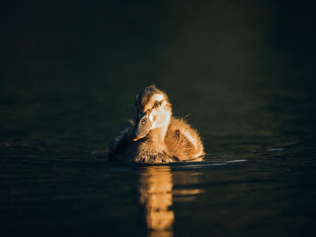 Photo close-up of a bird in lake