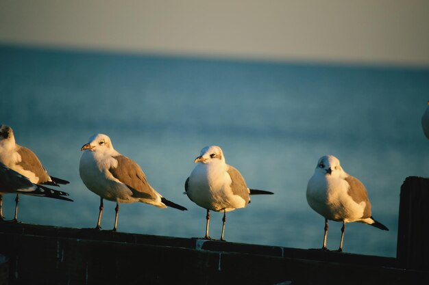 Photo close-up of bird in lake