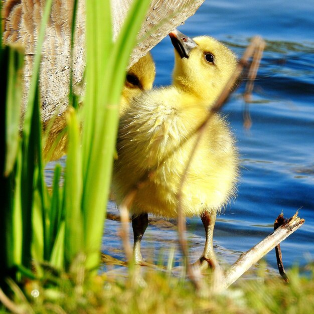 Foto prossimo piano di un uccello sul lago