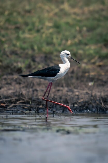 Close-up of bird in lake