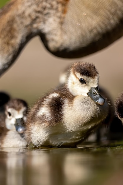 Photo close-up of bird in lake