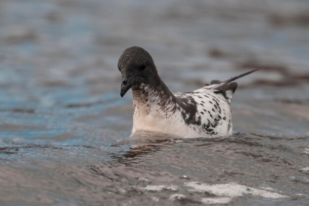 湖の中の鳥のクローズアップ