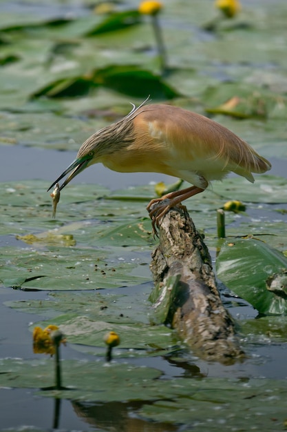 Close-up of bird in lake