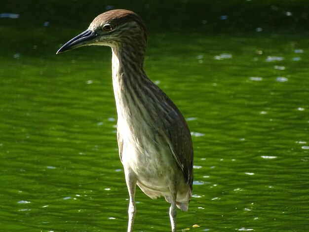 Photo close-up of a bird in lake