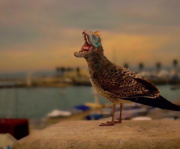 Photo close-up of a bird in lake