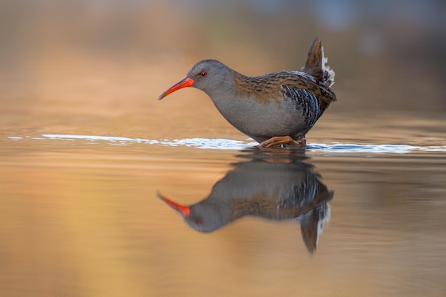 湖の中の鳥のクローズアップ