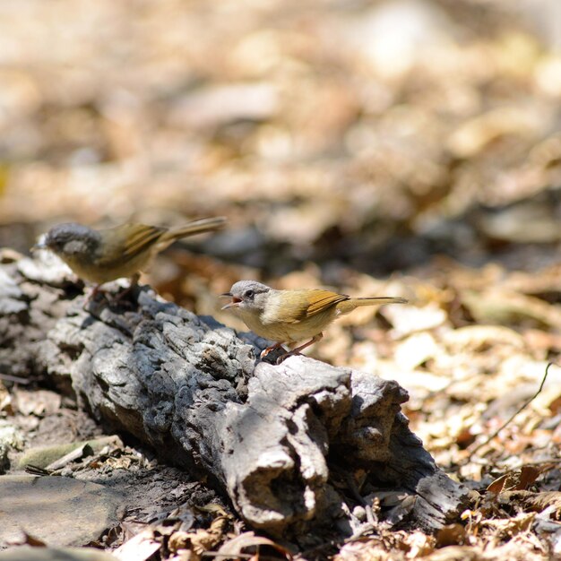 Close-up of bird on land