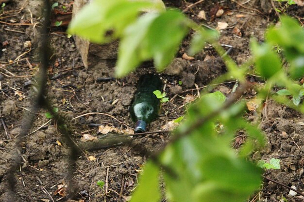 Close-up of a bird on land