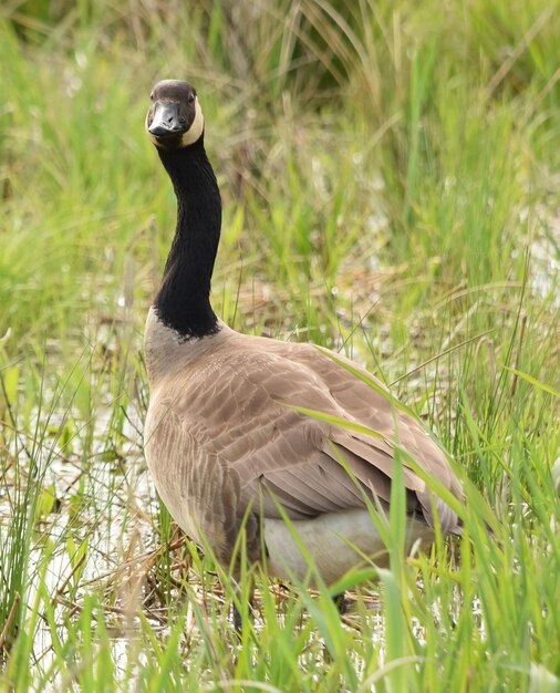 Foto prossimo piano di un uccello a terra