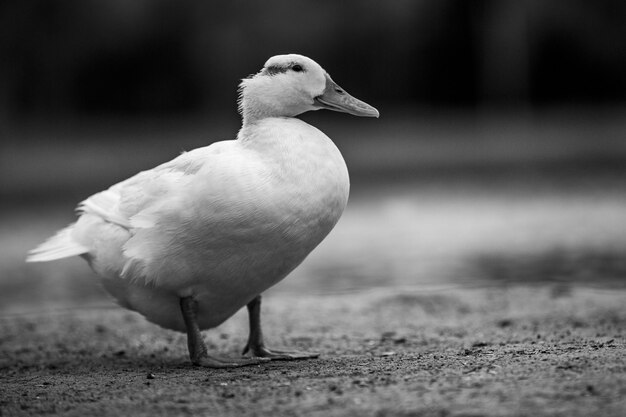 Photo close-up of bird on land