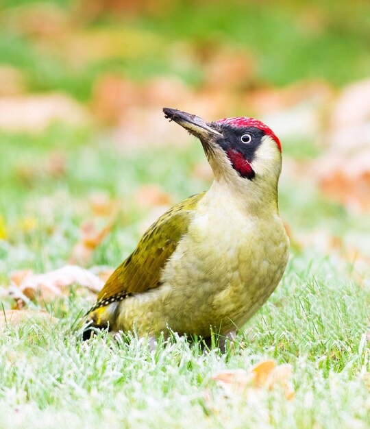 Close-up of a bird on land