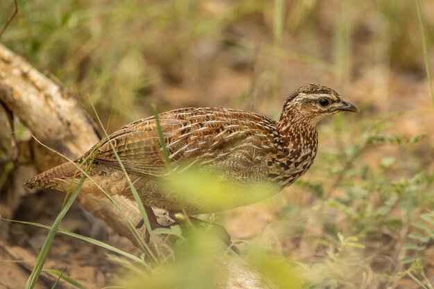 Photo close-up of a bird on land