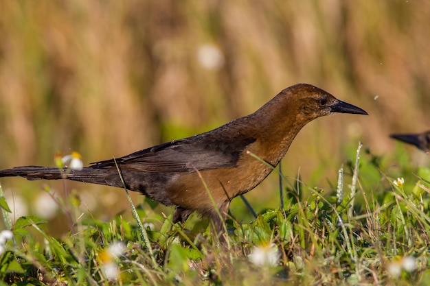 Foto prossimo piano di un uccello a terra