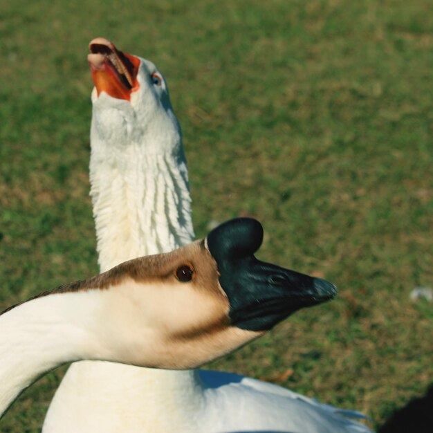 陸上の鳥のクローズアップ