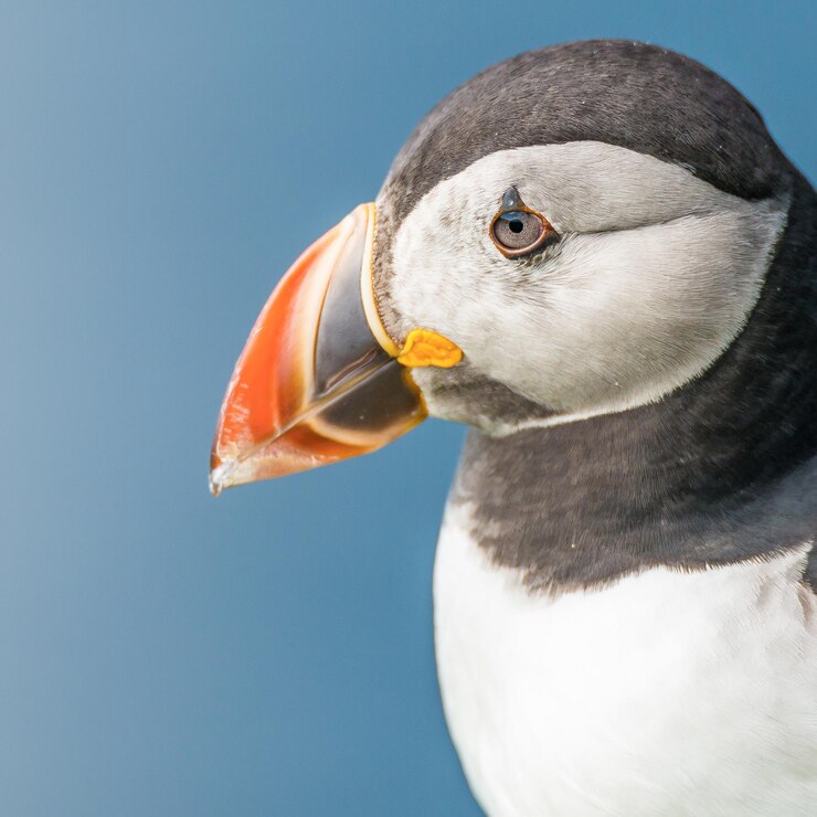 Photo close-up of a bird looking away against sky