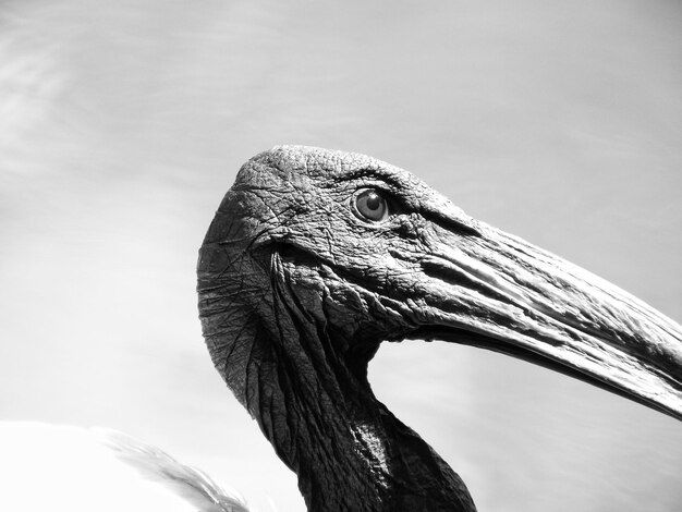 空に向かって遠くを見ている鳥のクローズアップ