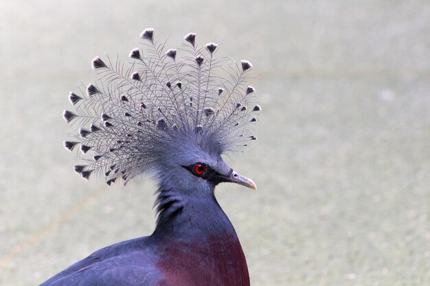 Foto close-up di un uccello che guarda da un'altra parte