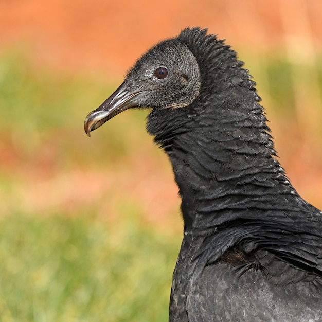 鳥が遠くを見ているクローズアップ