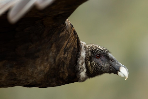 Close-up of a bird looking away