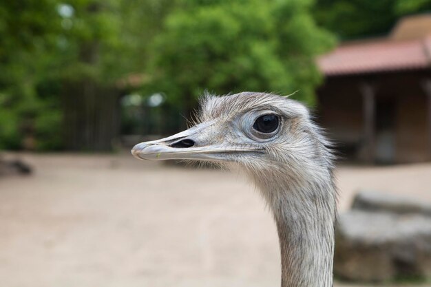 Close-up of a bird looking away