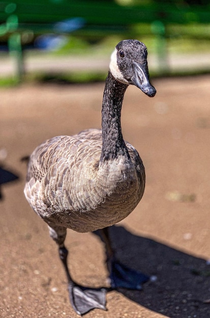 Foto close-up di un uccello che guarda da un'altra parte