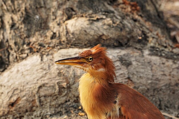 Foto close-up di un uccello che guarda da un'altra parte