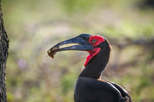 Photo close-up of a bird looking away