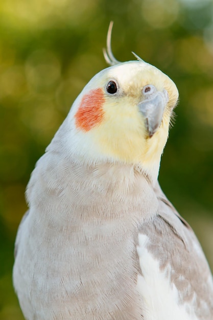 Foto close-up di un uccello che guarda da un'altra parte