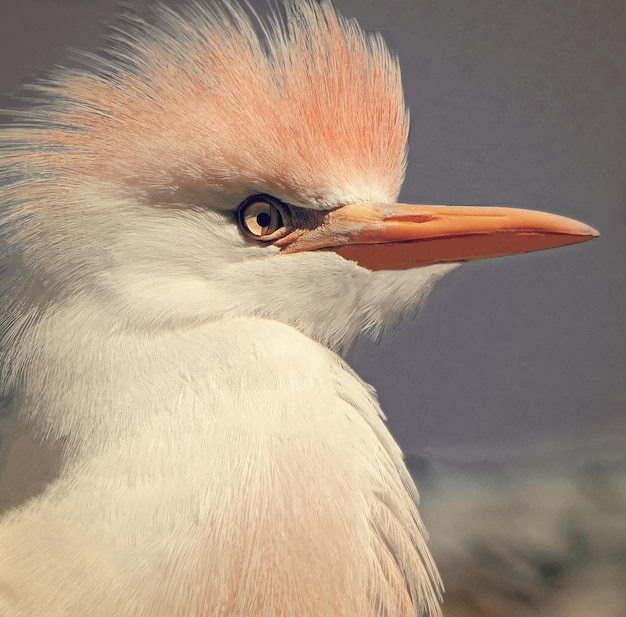 Foto close-up di un uccello che guarda da un'altra parte