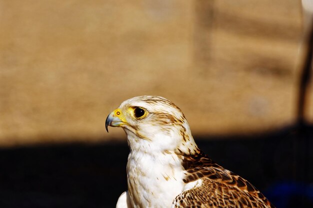 Foto close-up di un uccello che guarda da un'altra parte