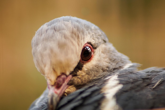 鳥が遠くを見ているクローズアップ