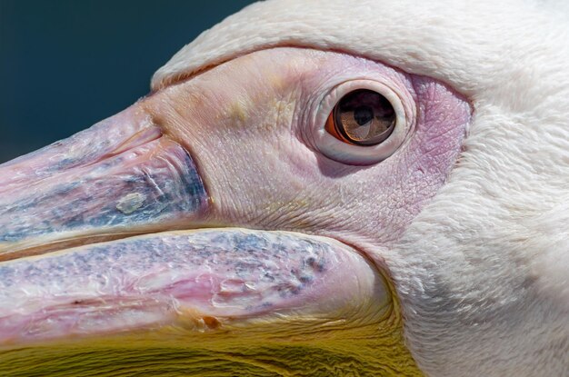 Foto close-up di un uccello che guarda da un'altra parte