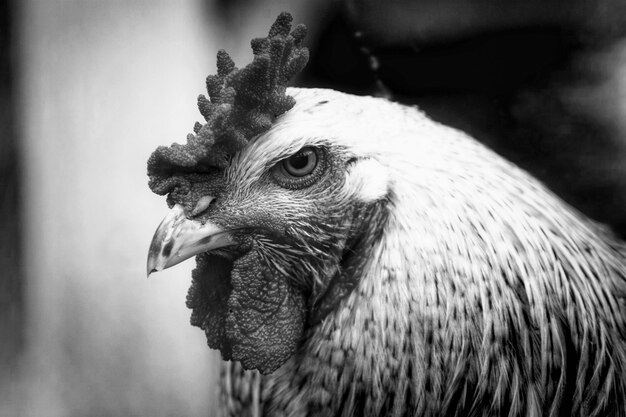 Foto close-up di un uccello che guarda da un'altra parte