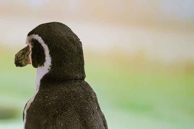 Photo close-up of a bird looking away