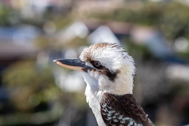 Photo close-up of a bird looking away