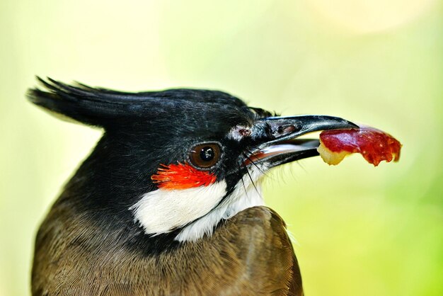 鳥が遠くを見ているクローズアップ