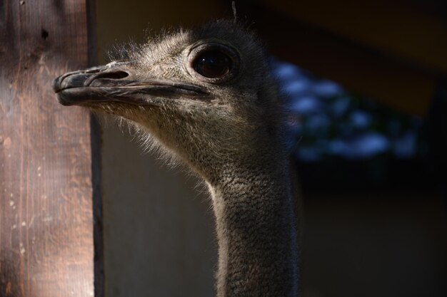 Close-up of a bird looking away