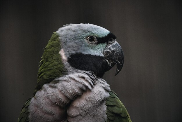 Foto close-up di un uccello che guarda da un'altra parte